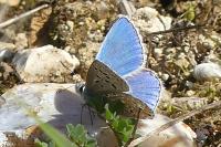Lysandra bellargus