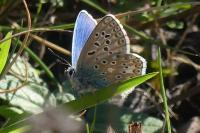 Lysandra bellargus