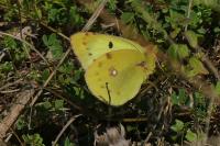 Colias crocea