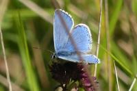 Lysandra bellargus