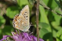 Lysandra bellargus