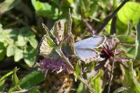 Lysandra bellargus