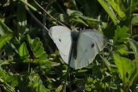 Pieris rapae