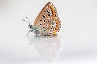 Polyommatus icarus