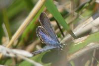 Plebejus argyrognomon