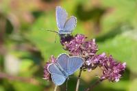 Plebejus argyrognomon