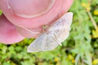 Patania ruralis