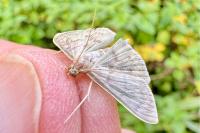 Patania ruralis