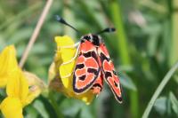 Zygaena fausta