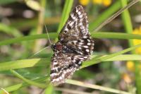 Euclidia mi