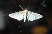 Gymnoscelis rufifasciata