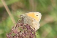Coenonympha pamphilus