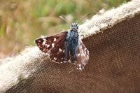 Spialia sertorius