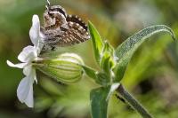 Cacyreus marshalli
