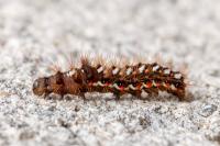 Acronicta rumicis