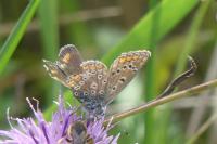 Polyommatus icarus