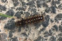 Acronicta rumicis