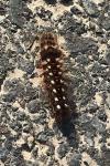 Acronicta rumicis