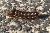 Acronicta rumicis