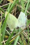 Pieris brassicae