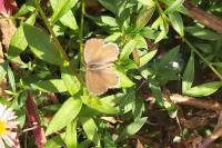 Cacyreus marshalli