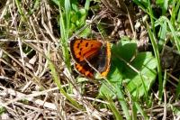 Lycaena phlaeas