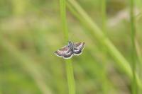 Atralata albofascialis