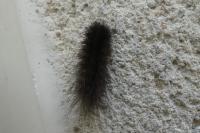 Arctia testudinaria