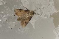 Agrotis puta