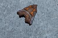 Scoliopteryx libatrix