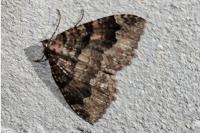 Triphosa dubitata