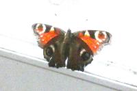 Aglais io