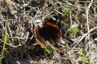 Vanessa atalanta