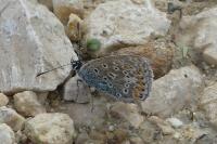 Polyommatus icarus