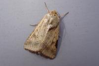 Helicoverpa armigera