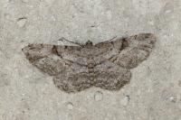 Peribatodes rhomboidaria