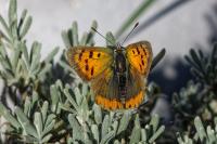 Lycaena phlaeas