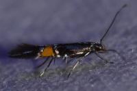 Cosmopterix orichalcea