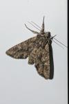 Mniotype solieri
