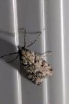 Eudonia angustea