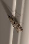 Eudonia angustea