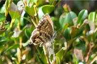 Cacyreus marshalli