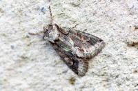 Allophyes oxyacanthae