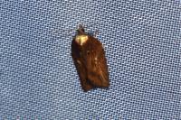 Acleris hastiana