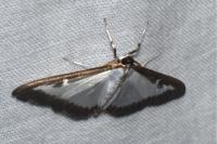 Cydalima perspectalis