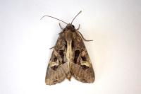 Trigonophora flammea