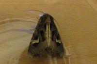 Trigonophora flammea