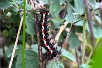 Acronicta rumicis