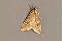 Udea ferrugalis