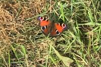 Aglais io